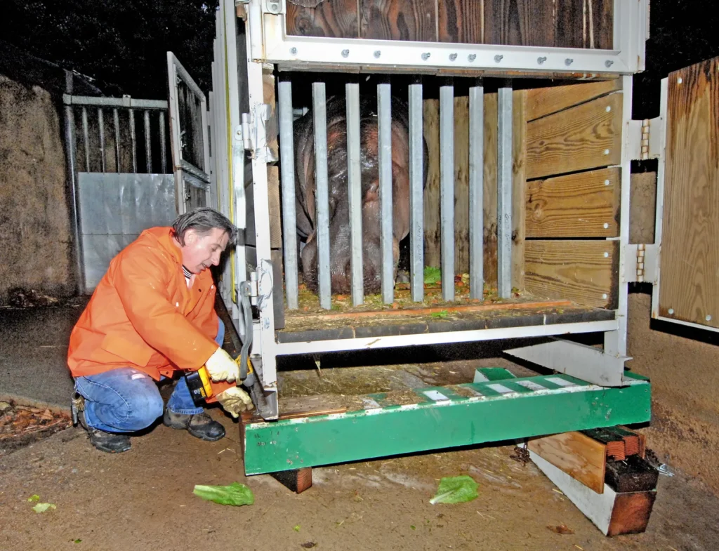 Delivery & Logistics 0908 fea animal move la zoo hippo otis crating move 1 of 3 by tad motoyama 2
