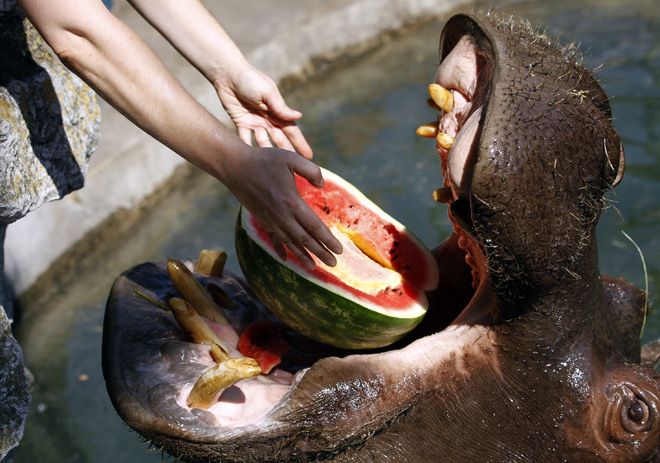 Home 59110ac9f133790d0028af8f0ce0cfbd hippo eating beautiful moments