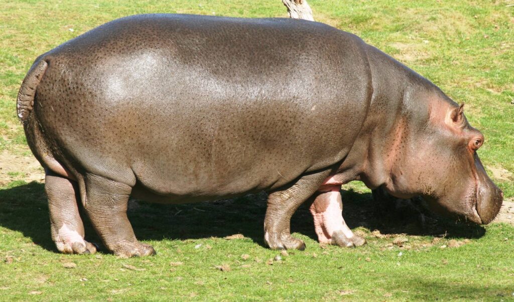 Home hippopotamus whipsnade 26 sept 2009 3