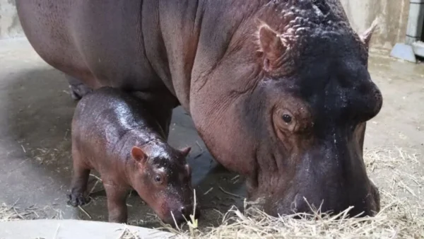 a2a4174a 6233 4013 b5fa 676971d40ffc jumbo16x9 babyhippo