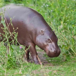 grazes eats on green grass 1173748944 f9f36a87517f4eeb927e02d3bc448f01