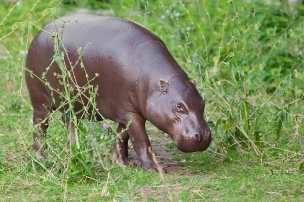 grazes eats on green grass 1173748944 f9f36a87517f4eeb927e02d3bc448f01