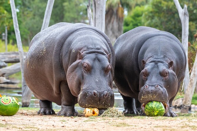 About Us hippo experience at werribee open range zoo